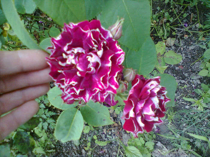 Photo0247 - trandafiri