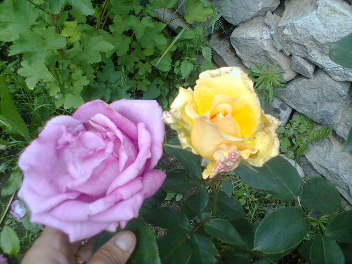 Photo0246 - trandafiri