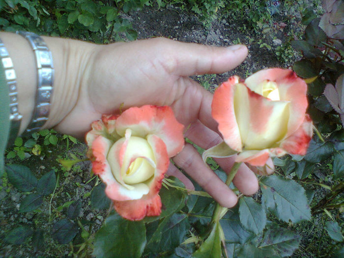 Photo0245 - trandafiri
