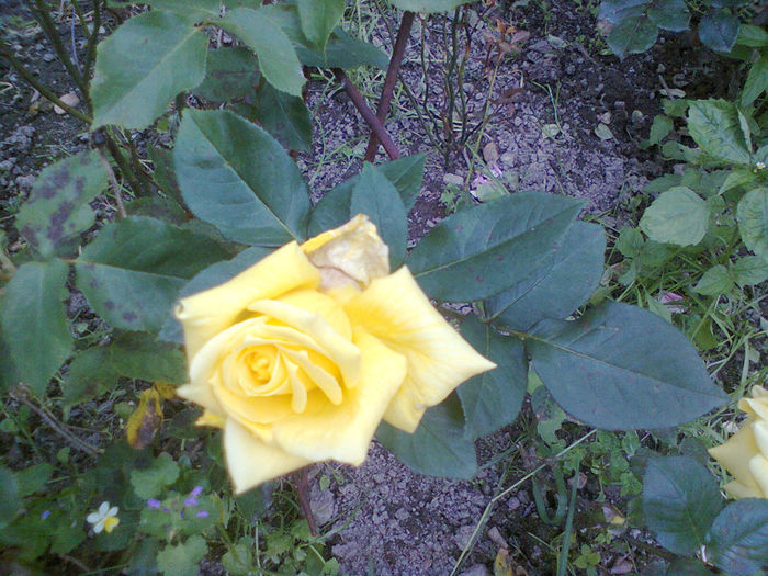 Photo0242 - trandafiri