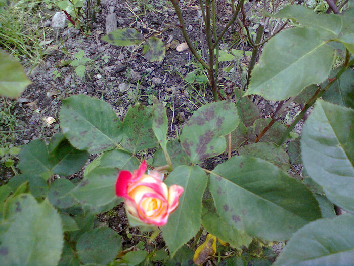 Photo0243 - trandafiri