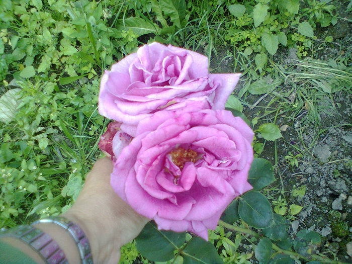 Photo0244 - trandafiri