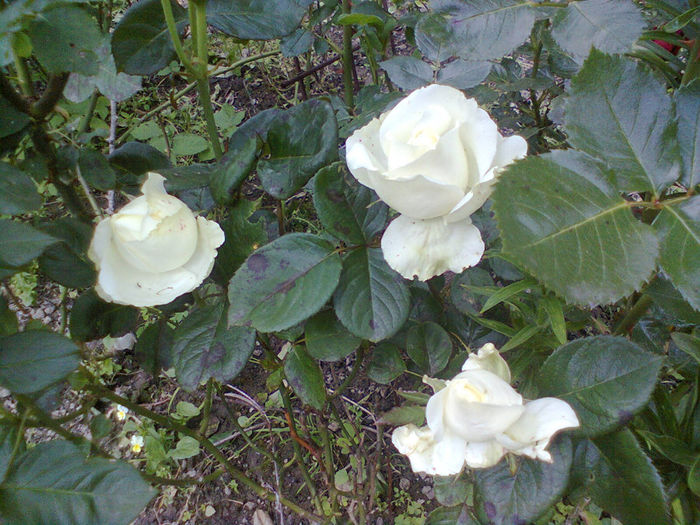 Photo0239 - trandafiri