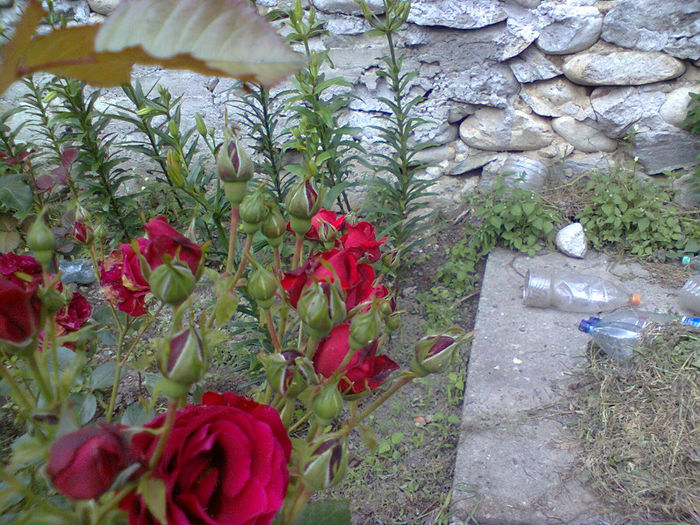 Photo0238 - trandafiri