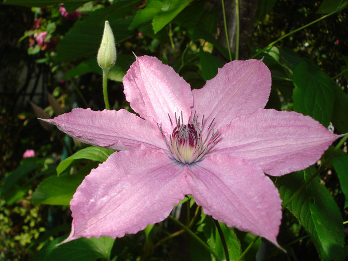 Hagley Hybrid - Clematis 2014
