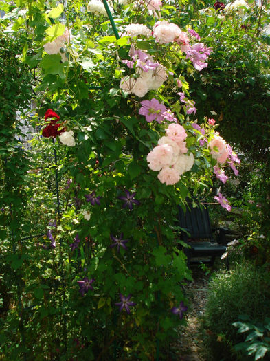 DSC00924 - Clematis 2014