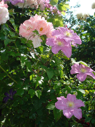 Comtesse de Bouchaud - Clematis 2014