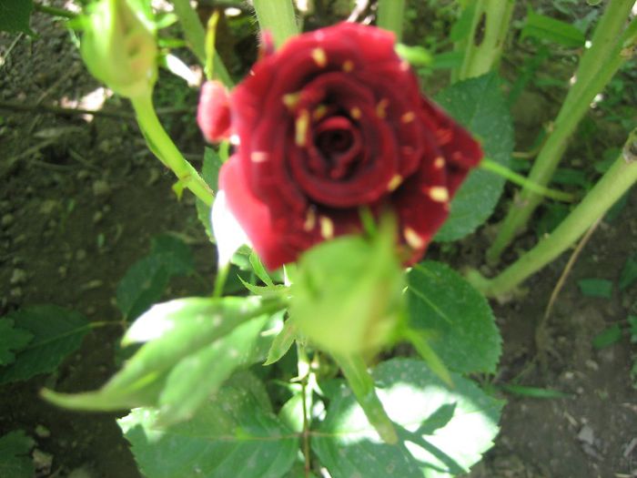Picture 1736 - trandafiri 2014