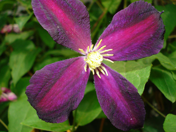 Mikelite - Clematis 2014