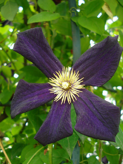 Romantika - Clematis 2014