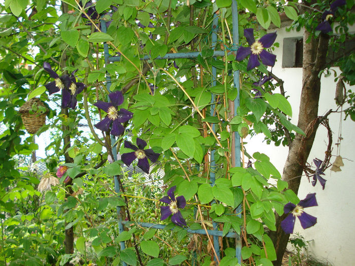 Romantika - Clematis 2014