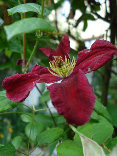 Vitiwester - Clematis 2014