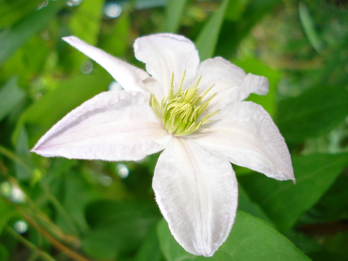 White Prince Charles - Clematis 2014