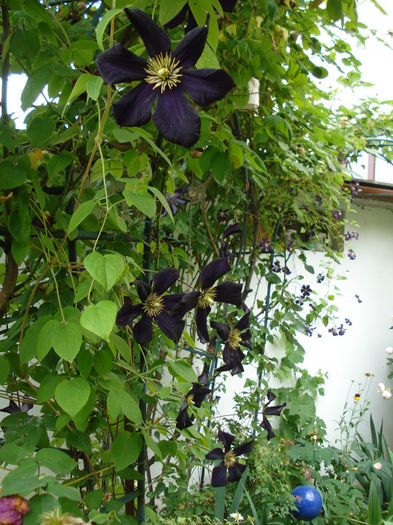 ..in spate e Etoile Violett - Clematis 2014