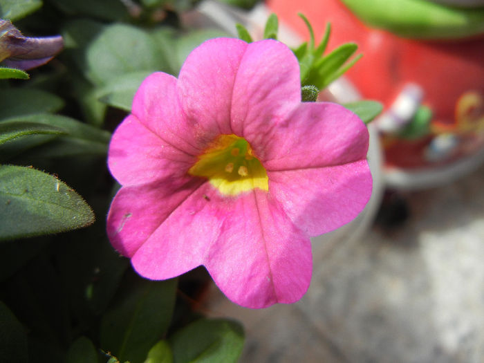 Calibrachoa Pink (2014, May 18) - Calibrachoa Pink