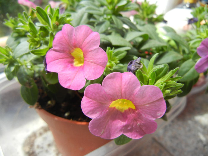 Calibrachoa Pink (2014, May 18) - Calibrachoa Pink