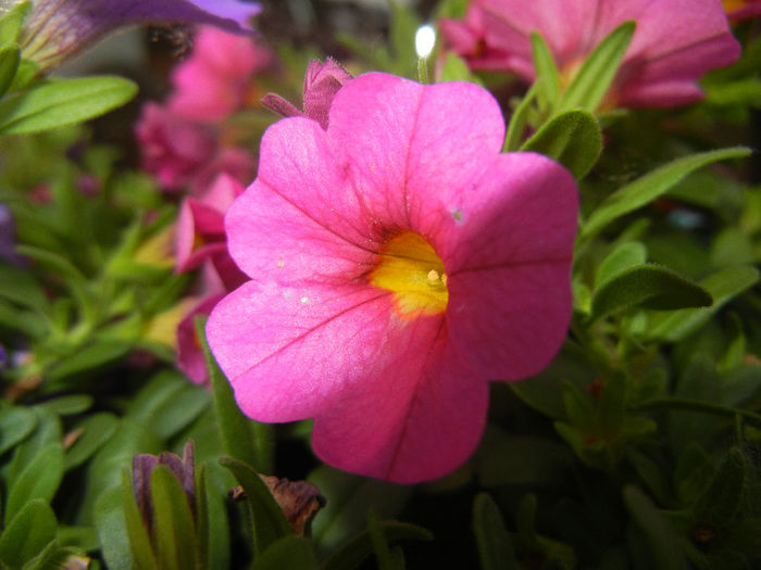 Calibrachoa Pink (2014, June 04) - Calibrachoa Pink