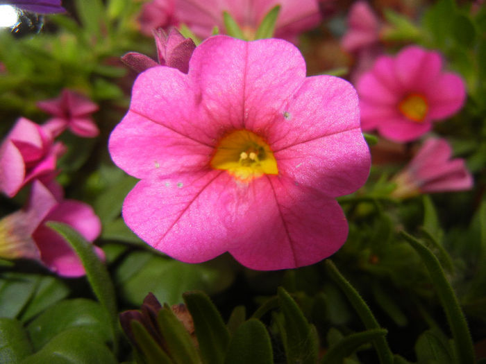 Calibrachoa Pink (2014, June 04) - Calibrachoa Pink