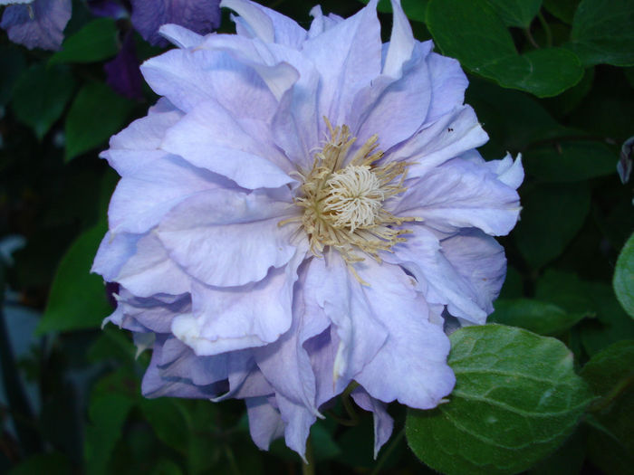 Mazury - Clematis 2014