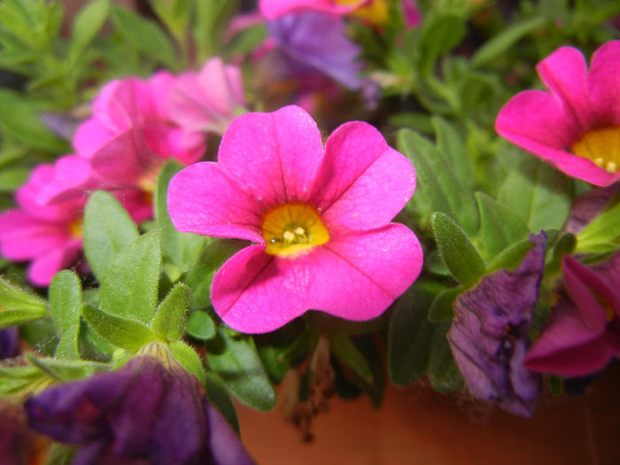 Calibrachoa Pink (2014, June 08)