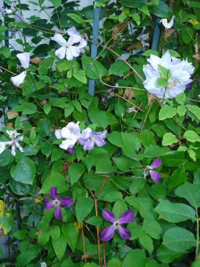 Prince Charles, Mikelite si Mazury - Clematis 2014