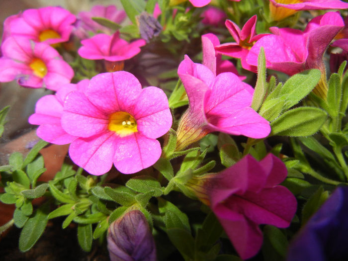 Calibrachoa Pink (2014, June 08)