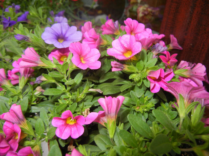 Calibrachoa Blue & Pink (2014, June 07) - CALIBRACHOA