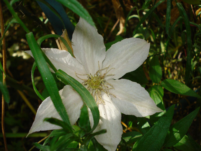 ?Huldine - Clematis 2014
