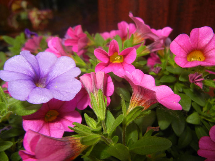 Calibrachoa Blue & Pink (2014, June 07) - CALIBRACHOA