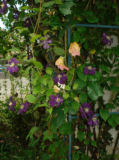 Etoile Violett - Clematis 2014