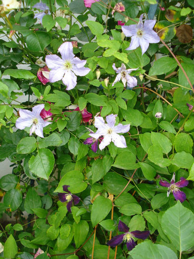 Prince Charles si  Mikelite