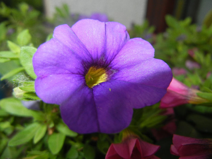 Calibrachoa Blue (2014, June 04)