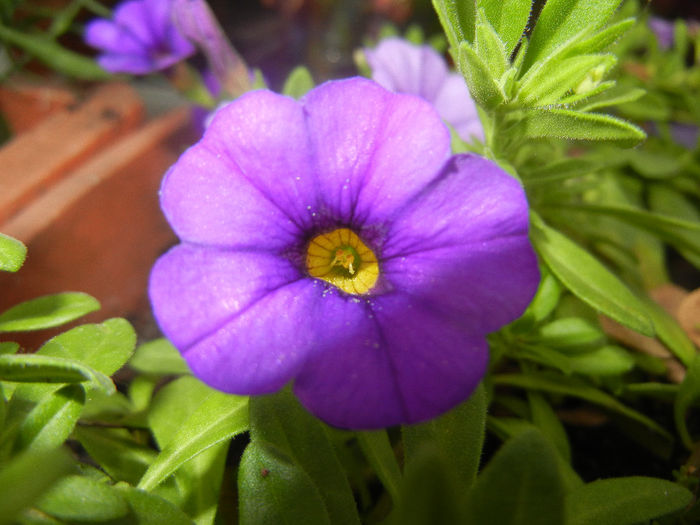 Calibrachoa Blue (2014, June 07)