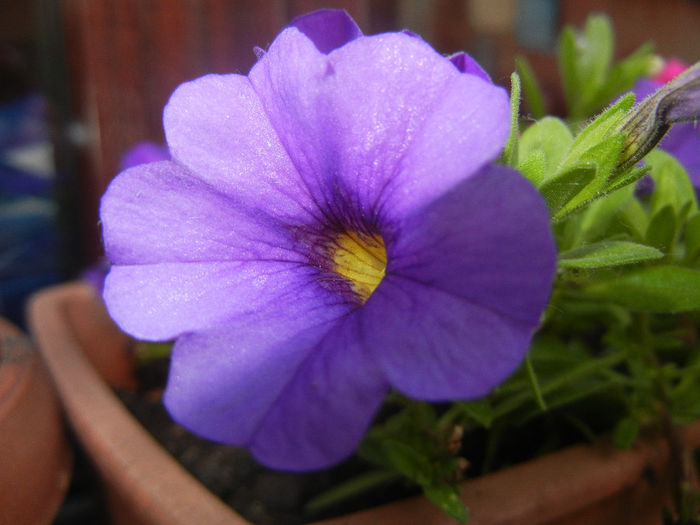 Calibrachoa Blue (2014, June 08) - Calibrachoa Blue