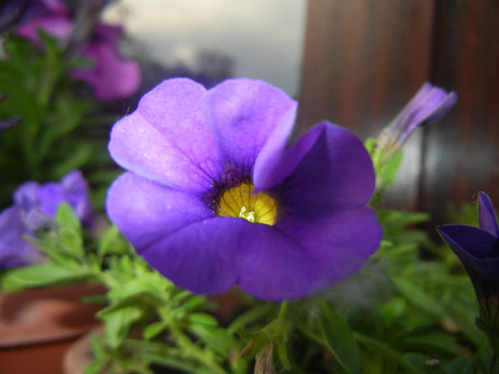 Calibrachoa Blue (2014, June 08)