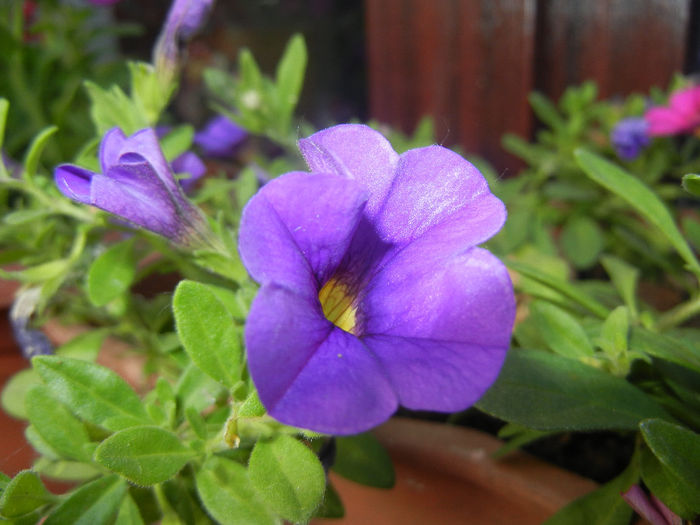 Calibrachoa Blue (2014, June 08) - Calibrachoa Blue