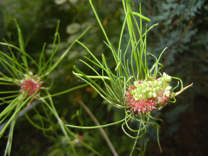 Allium Hair (2014, June 08)