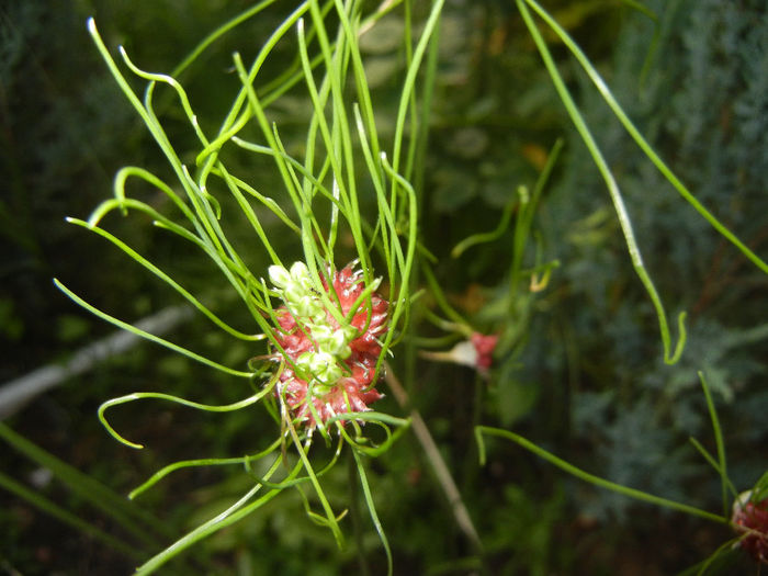 Allium Hair (2014, June 08)