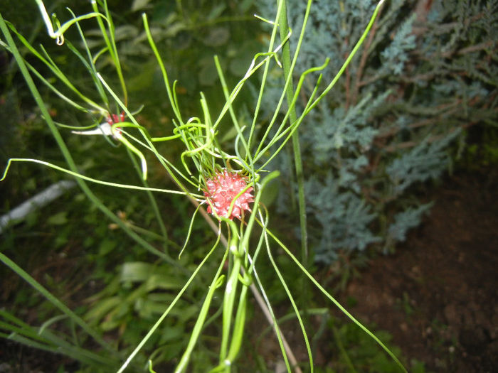 Allium Hair (2014, June 08)