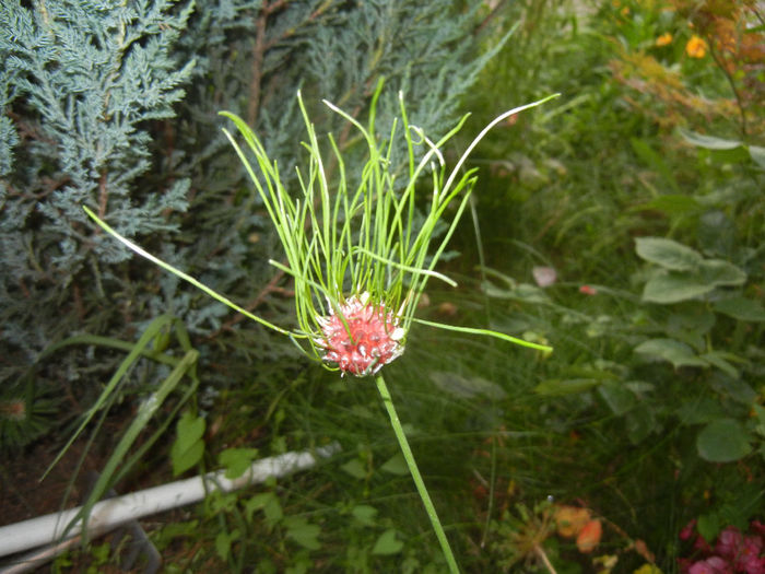 Allium Hair (2014, June 09)