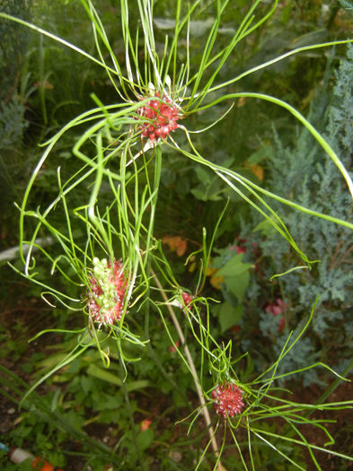 Allium Hair (2014, June 09)