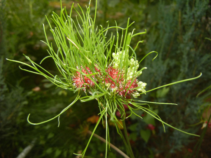 Allium Hair (2014, June 09)