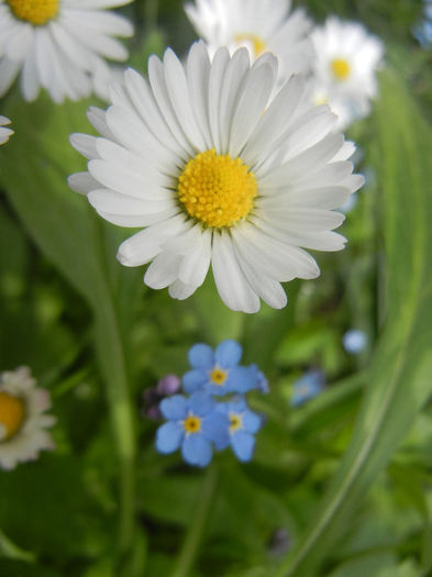 Bellis & Myosotis (2014, April 27)