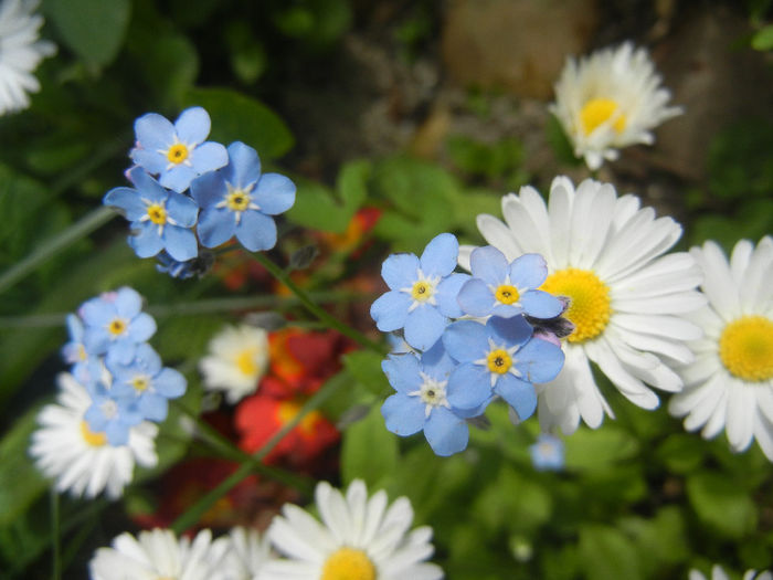 Bellis & Myosotis (2014, April 27)