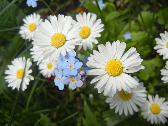 Bellis & Myosotis (2014, April 27)