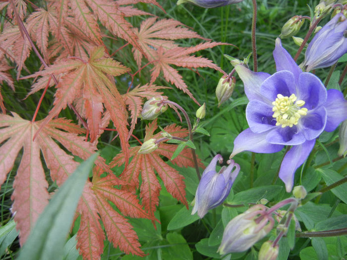 Acer Ariadne & Aquilegia (2014, April 28)