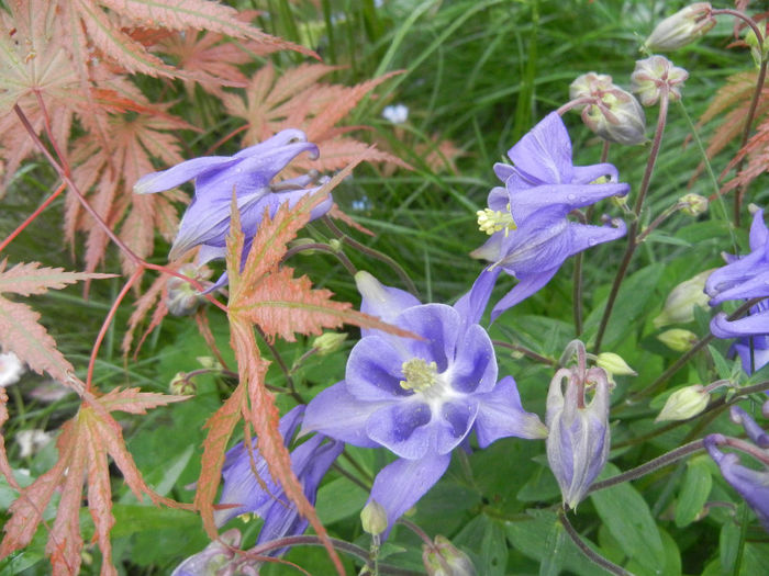 Acer Ariadne & Aquilegia (2014, April 28)