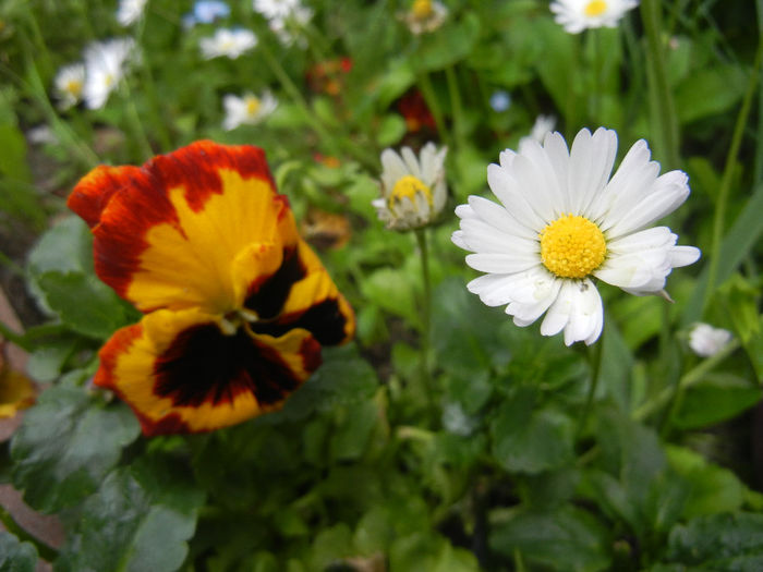 Pansy & Beliis (2014, April 30)