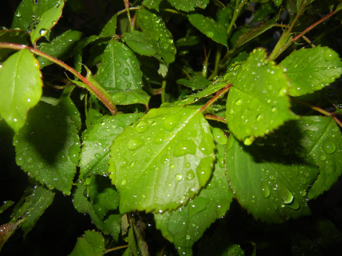 Rain drops (2014, April 18) - 01 SPRING Burst_Primavara