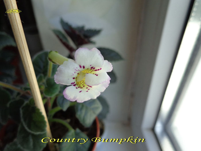 Country Bumpkin (10-06-2014) - Sinningii 2014